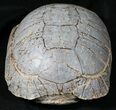 Nice Fossil Tortoise (Stylemys) - South Dakota #31517-4